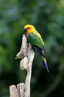 Images Dated 21st December 2013: Sun Parakeet -Aratinga solstitialis jandaya-, adult on tree, occurrence in Brazil, captive