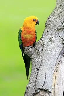 Images Dated 21st December 2013: Sun Parakeet -Aratinga solstitialis jandaya-, adult on tree, occurrence in Brazil, captive