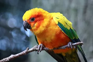 Beautiful Bird Species Gallery: Sun parakeet (Aratinga solstitialis) perching