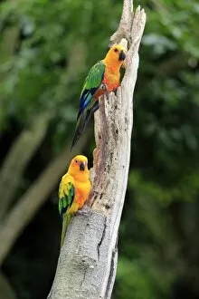 Images Dated 21st December 2013: Sun Parakeets -Aratinga solstitialis jandaya-, adult on tree, occurrence in Brazil, captive