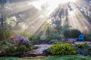 Images Dated 19th September 2016: Sun rays in fog in flower garden, Marion County, Illinois, USA