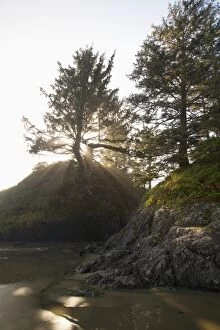 Images Dated 7th February 2012: Sun Rays Shine Through A Tree On Long Beach In Pacific Rim National Park Near Tofino
