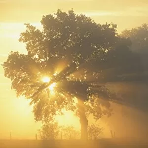 Sun rays in a tree, Dingdener Heide, Hamminkeln, Lower Rhine region, North Rhine-Westphalia, Germany