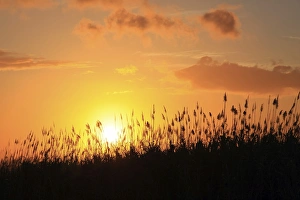 Sun setting behind sugarcane plants at Beau-Bassin, Mauritius, Africa Sun setting behind sugarcane plants at Beau-Bassin, Mauritius, Africa