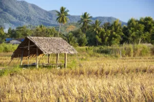 Palm Collection: Sun shelter on a harvested rice paddy, field, Northern Thailand, Thailand, Asia