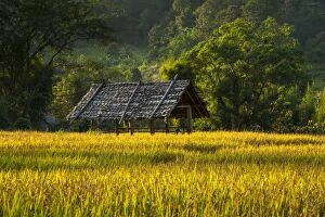 Images Dated 21st November 2011: Sun shelter, paddy field, Pang Mapha or Soppong region, Mae Hong Son province, northern Thailand