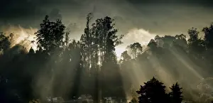 Ooty Prints: Sun shines through misty trees in Ooty