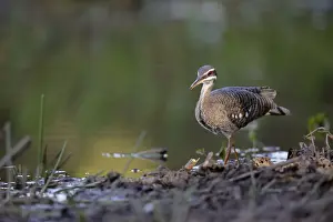 Sunbittern (Eurypyga helias)