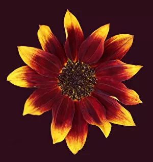 Floral Pattern Art Gallery: Sunflower