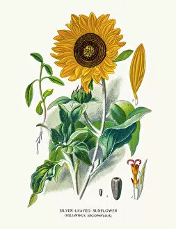 Single Flower Gallery: Sunflower