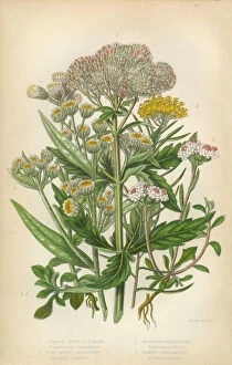 Images Dated 3rd March 2016: Sunflower, Acrimony, Goldilocks, Everlasting, Helichrysum, Victorian Botanical Illustration