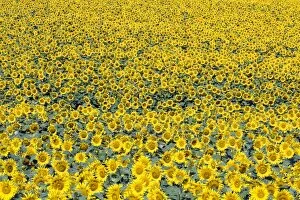 Images Dated 13th July 2011: Sunflower field, Common sunflowers -Helianthus annuus-