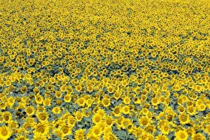 Sunflower field, Common sunflowers -Helianthus annuus-