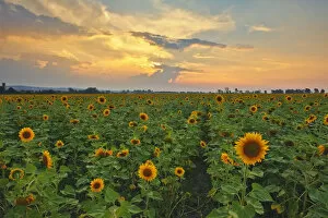 Flower Head Gallery: Sunflower Field Landscape Photo at Sunset, Magaliesburg, Gauteng Province, South Africa