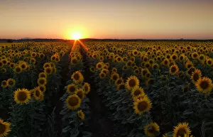 Images Dated 26th July 2010: Sunflower field at sunset