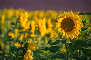 Images Dated 6th July 2014: Sunflower Fields in Valensole, France