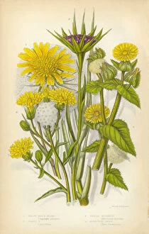 Images Dated 26th February 2016: Sunflower, Goatsbeard, Oxtongue, Hawkweed, Victorian Botanical Illustration