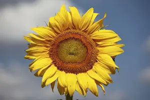 Asteridae Prints: Sunflower (Helianthus annuus)