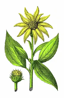 Sunflower (Helianthus annuus) - 1891 Antique Botanical Chromolithograph from Atlas d'Histoire Naturelle - Végétaux