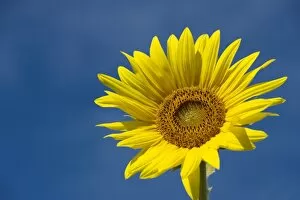 Sunflower -Helianthus annuus- against a blue sky