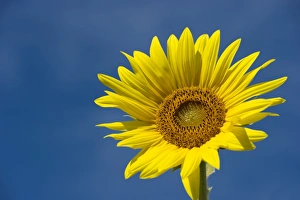 Images Dated 11th August 2011: Sunflower -Helianthus annuus- against a blue sky