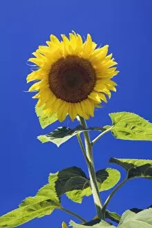 Sunflower -Helianthus annuus- against a blue sky, Quebec, Canada