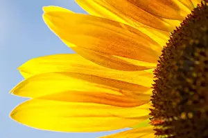 Stuttgart Prints: Sunflower -Helianthus annuus-, detailed view of the blossom