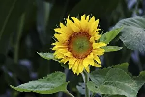 Images Dated 30th July 2012: Sunflower -Helianthus annuus-, flower