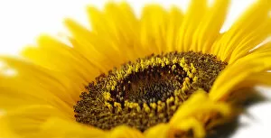 Sunflower -Helianthus annuus-, flower