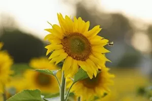 Images Dated 24th July 2012: Sunflower -Helianthus annuus-, Muehlviertel region, Upper Austria, Austria, Europe