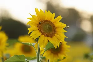 Apiformes Prints: Sunflower -Helianthus annuus-, Muehlviertel region, Upper Austria, Austria, Europe