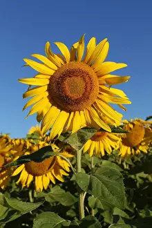 Niederosterreich Prints: Sunflower -Helianthus annuus-, sunflower field, Lower Austria, Austria
