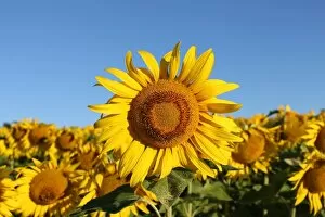 Sunflower -Helianthus annuus-, sunflower field, Lower Austria, Austria