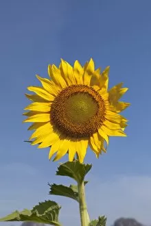 Sunflower -Helianthus annuus-, Thailand, Asia