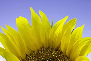 Images Dated 26th June 2006: Sunflower (Helianthus sp.), close-up