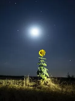 Images Dated 25th July 2015: Sunflower lit by the light of the full moon