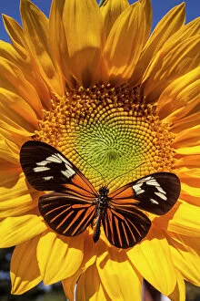 Colourful Butterflies Gallery: Sunflower with speckled butterfly