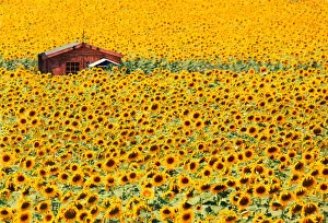 Provence Alpes Cote Dazur Gallery: Sunflowers