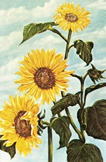 Flower Head Gallery: Sunflowers