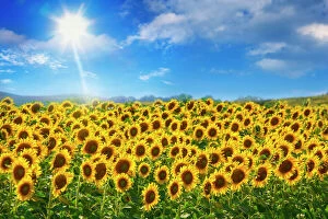 Yellow Gallery: sunflowers under blue sky and shining sun