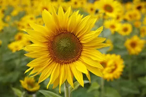Images Dated 24th September 2014: Sunflowers -Helianthus annuus-