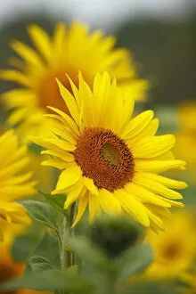 Images Dated 24th September 2014: Sunflowers -Helianthus annuus-