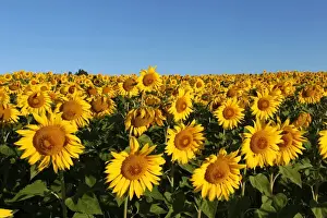 Sunflowers -Helianthus annuus-, sunflower field, Lower Austria, Austria