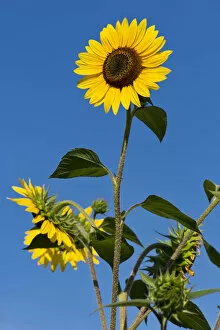 Sunflowers -Helianthus annuus- against a blue sky, Stuttgart, Baden-Wuerttemberg, Germany, Europe