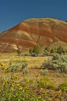 Lands Prints: Sunflowers, Painted Hills, John Day Fossil Beds National Monument, Mitchell, Oregon, USA