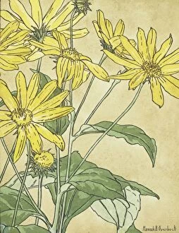 Sunflowers (possibly Jerusalem Artichoke) by Hannah Borger Overbeck