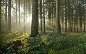 Sunlight in a forest, trees, Neuenwalde, Lower Saxony, Germany, Europe