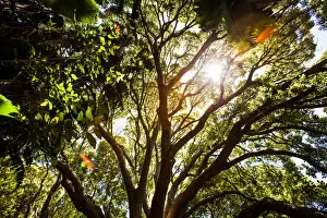 Sunlight shines through the forest canopy