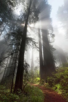 Sunlight streaming through early morning mist in redwood forest, Redwood National Park, California, USA