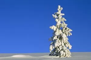 Images Dated 4th July 2006: Sunlight on a Tall, Snow Covered Pine Tree
